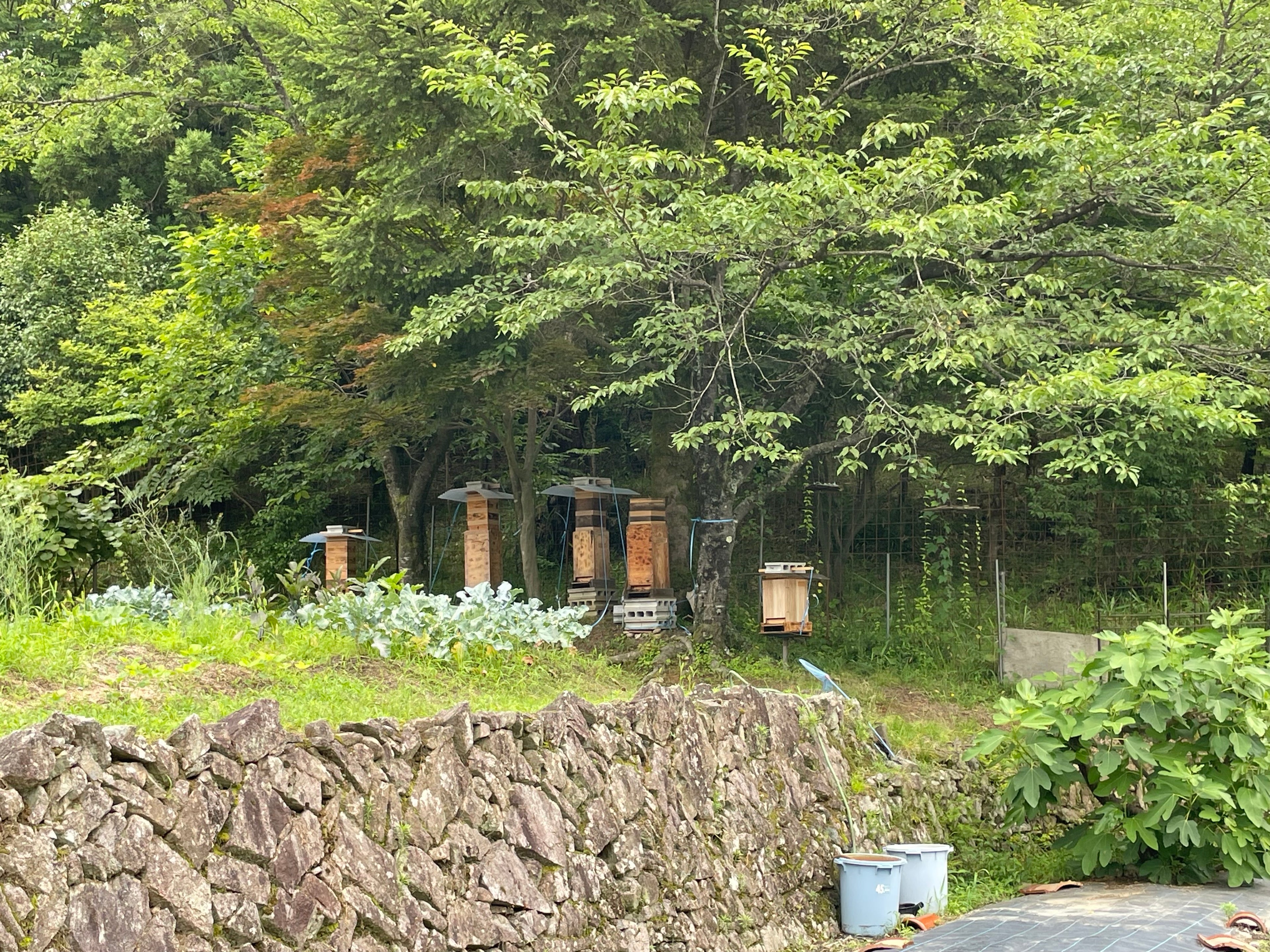 広島さとやまはちみつ