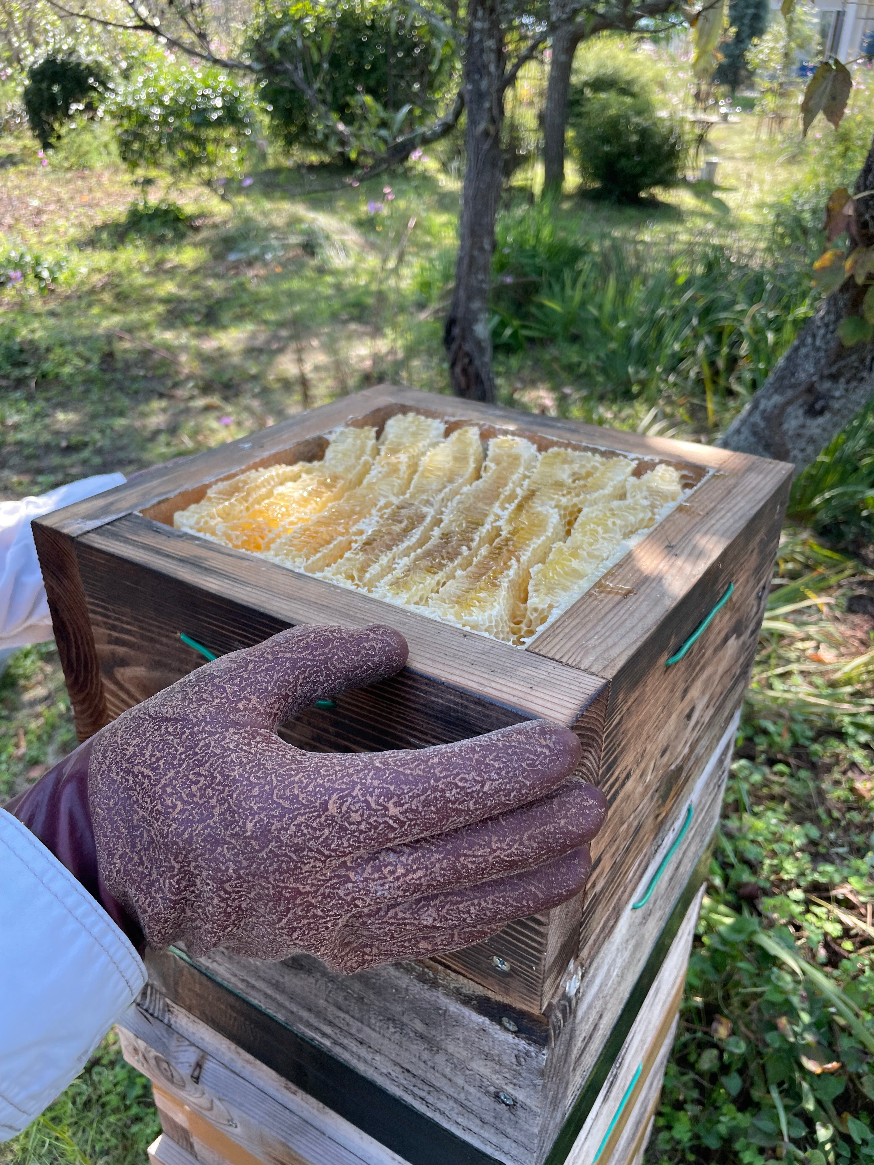 広島さとやまはちみつ