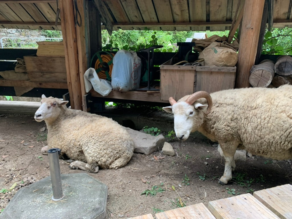 羊の毛のお話が届きました。