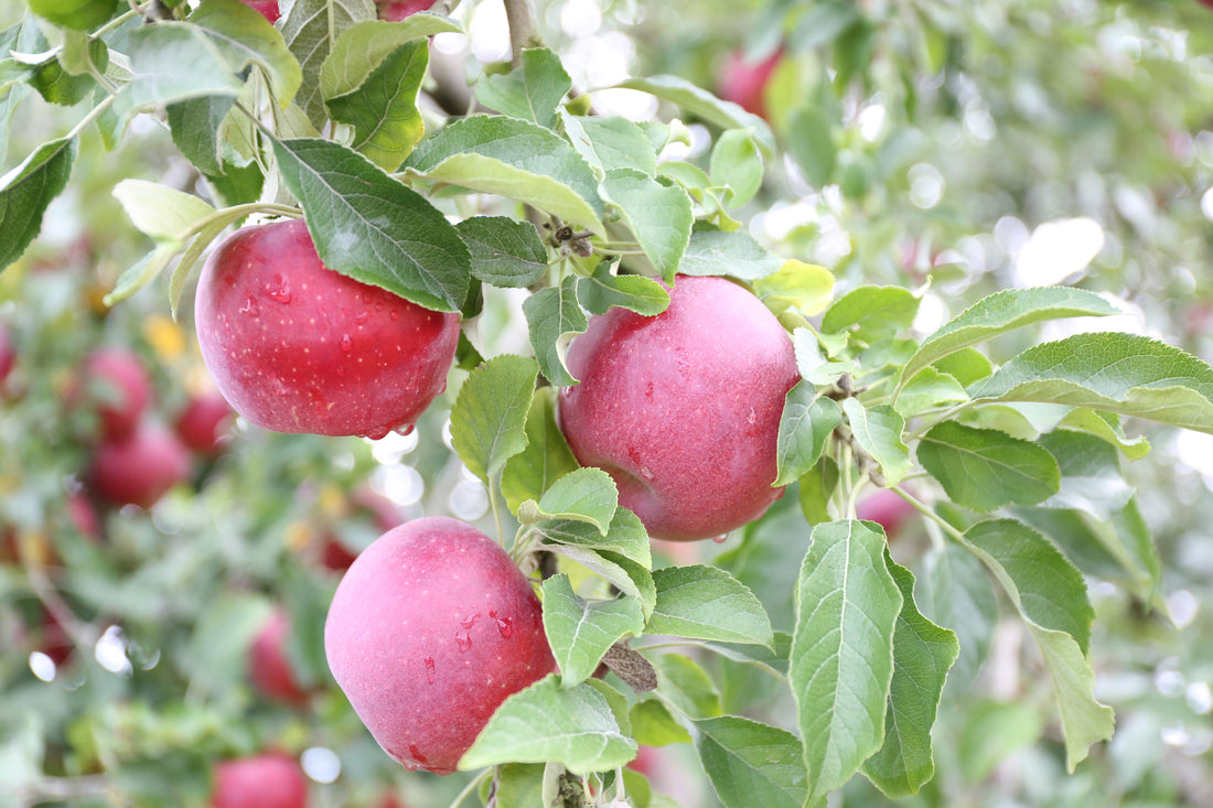 アップルバター